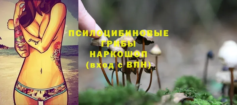 Галлюциногенные грибы Cubensis  Звенигород 